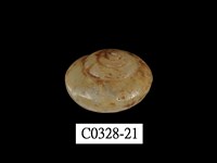 藏品(球蝸牛)的圖片